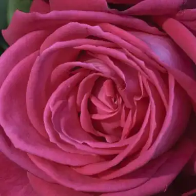 Comanda trandafiri online - Roz - trandafiri târâtori și cățărători, Climber - trandafir cu parfum intens -  - Alain Meilland - ,-